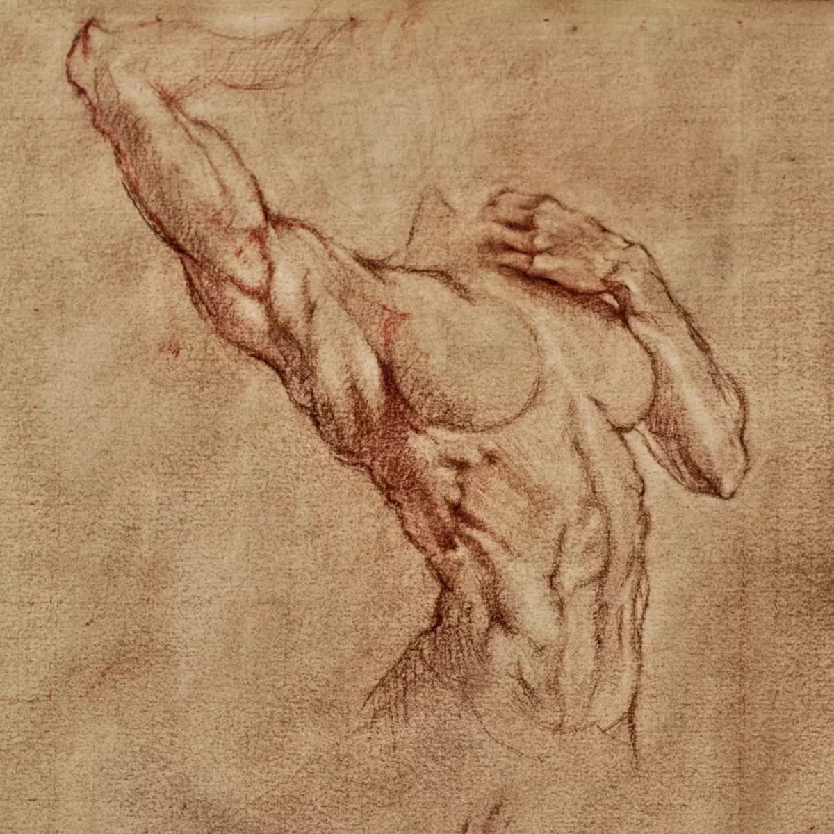 sanguine en dessin